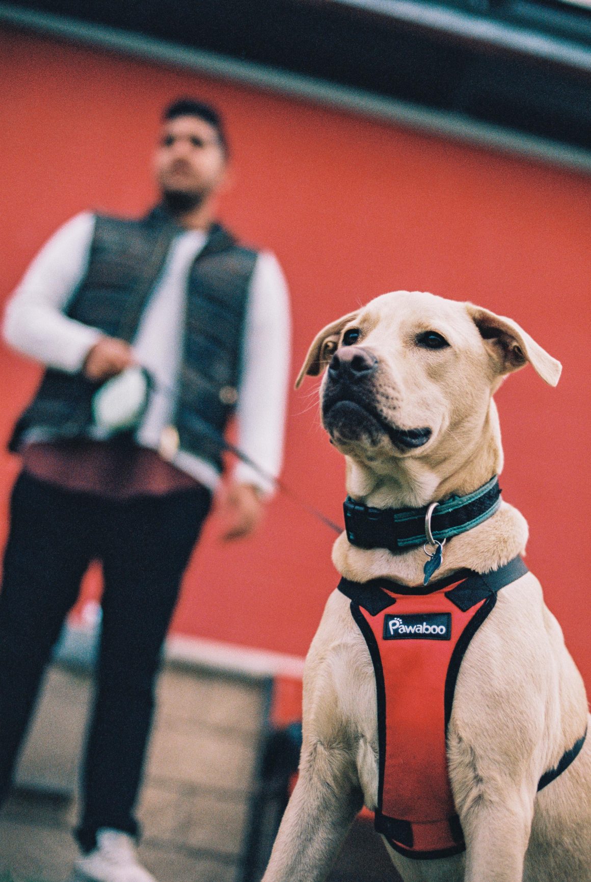 boy, dog, Kodak Portra 400