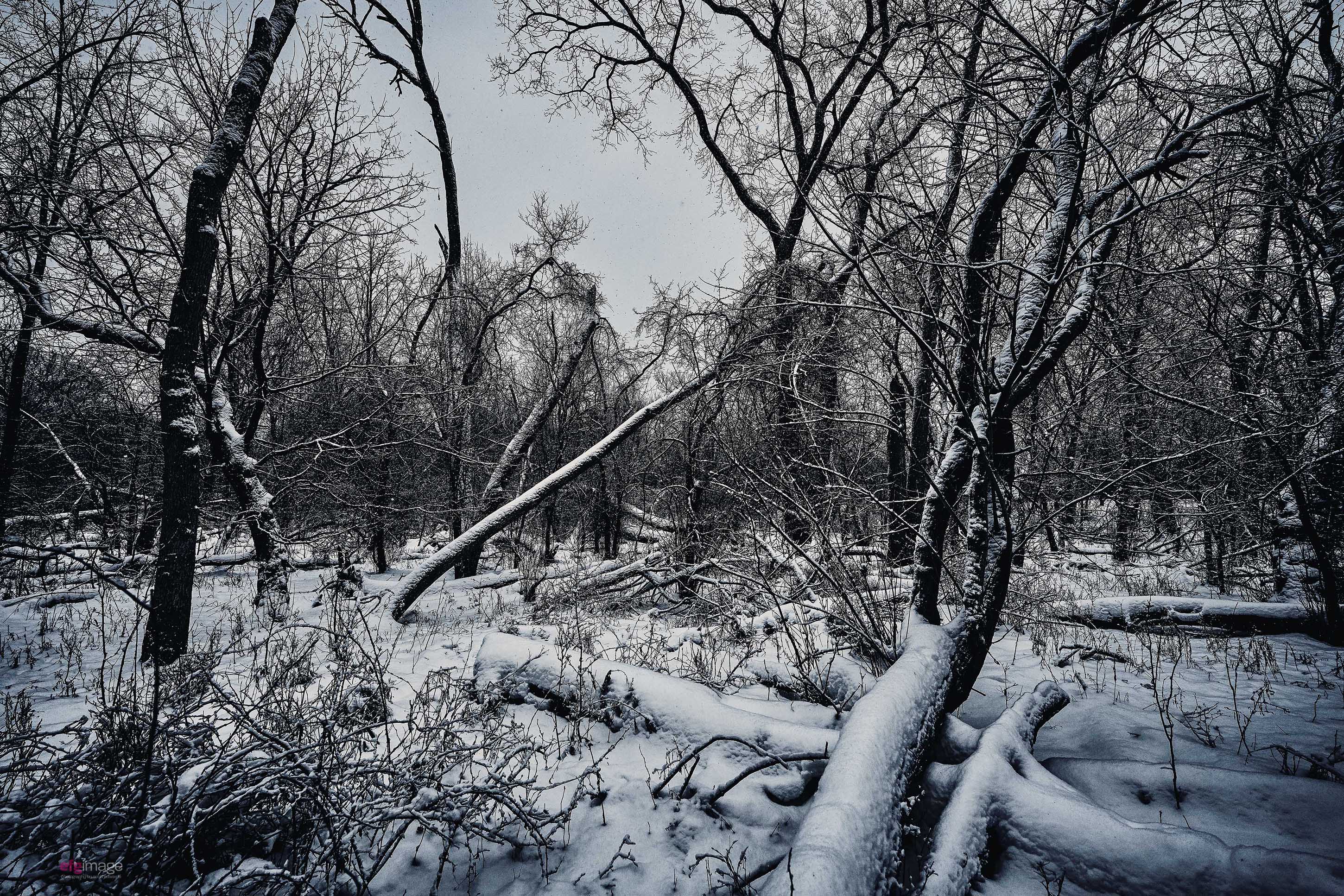 -22F frozen woods