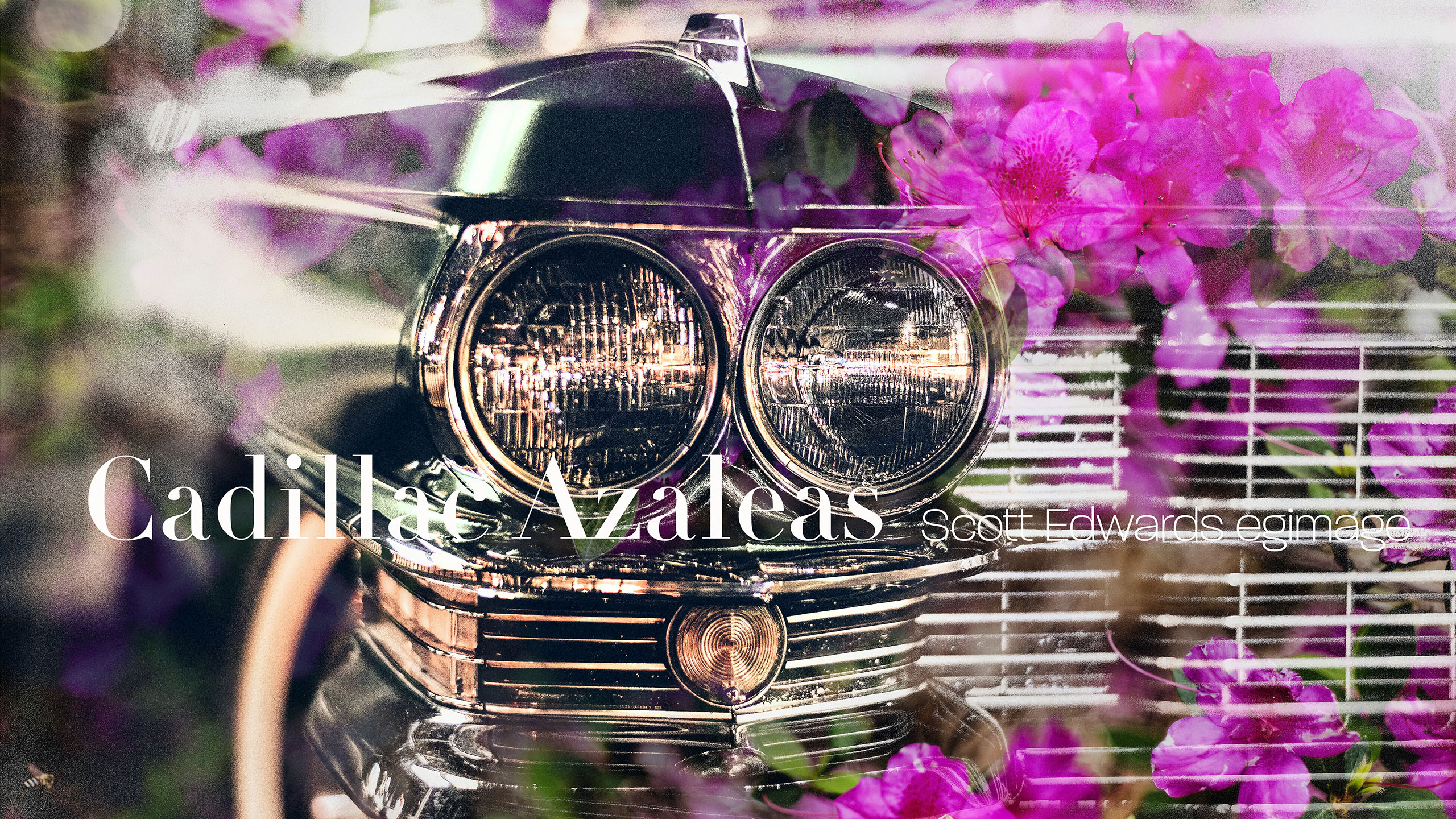 Cadillac, mystery, azaleas, Scott Edwards