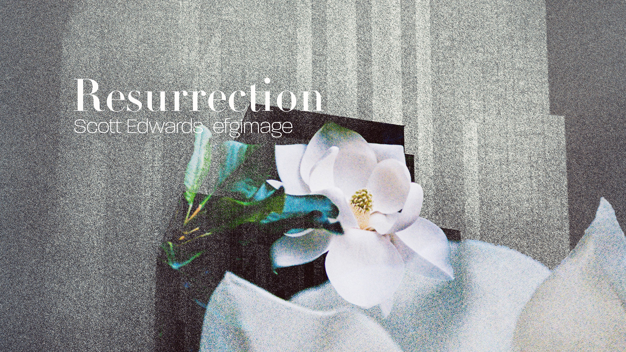 Resurrection, Christianity, Scott Edwards, fine art, magnolias, architecture